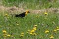 common dandelion